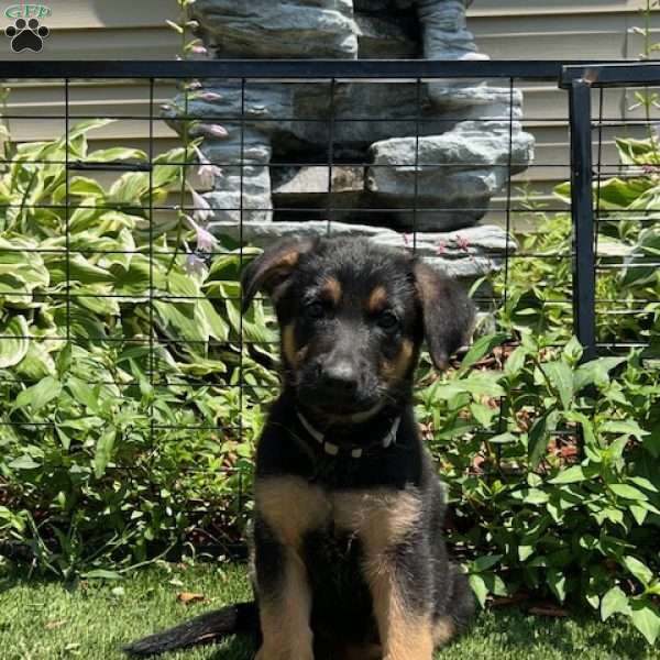 Olive Oyl, German Shepherd Puppy